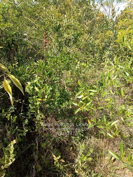 Plots for Sale – Nanyuki, Marura-Nturukuma — photo 6