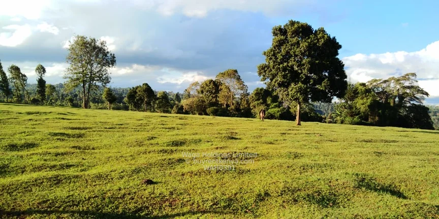 Parcel of Land for Sale – Cianda, Kiambu County (21 Acres @ Ksh. 23M per Acre) — photo 5 Parcel of Land for Sale – Cianda, Kiambu County (21 Acres @ Ksh. 23M per Acre) — photo 5